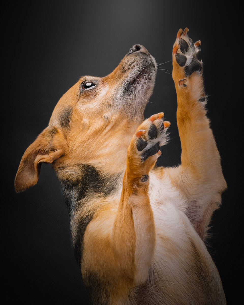 How a Mobile Studio Makes Legendary Dog Photos - Denver Dog ...