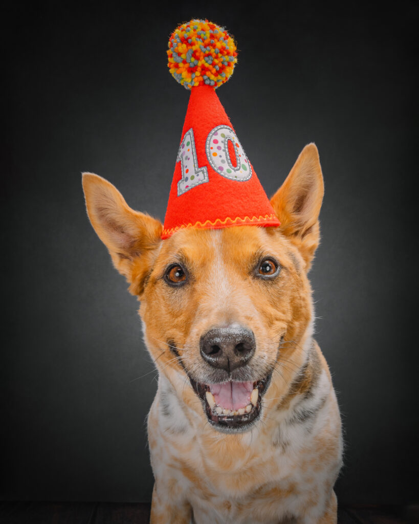 Red healer dog with orange birthday hat
