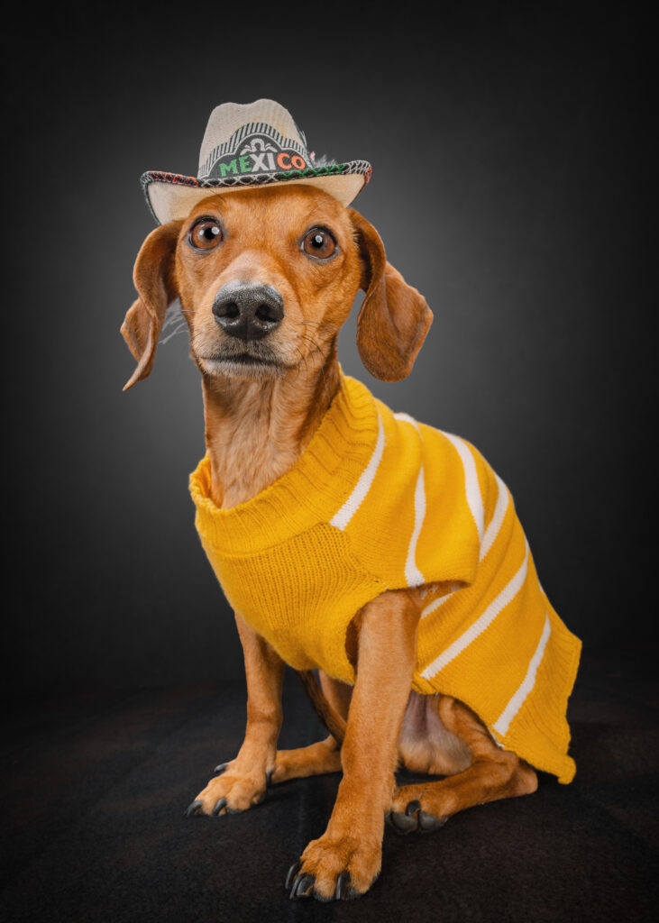 small dog with sweater and Mexican hat