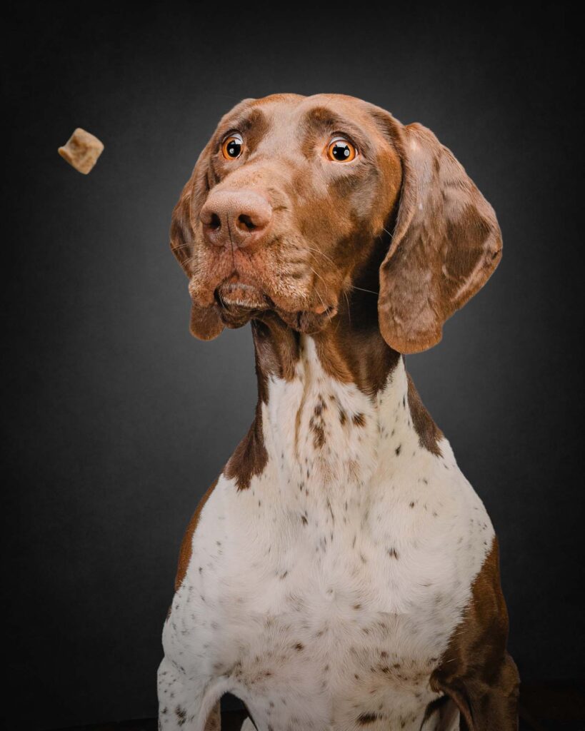 GSP dog catching treat in studio with black backdrop