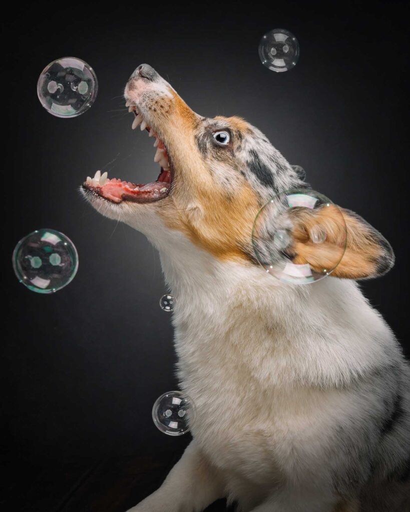 Corgi catching bubbles studio portrait 