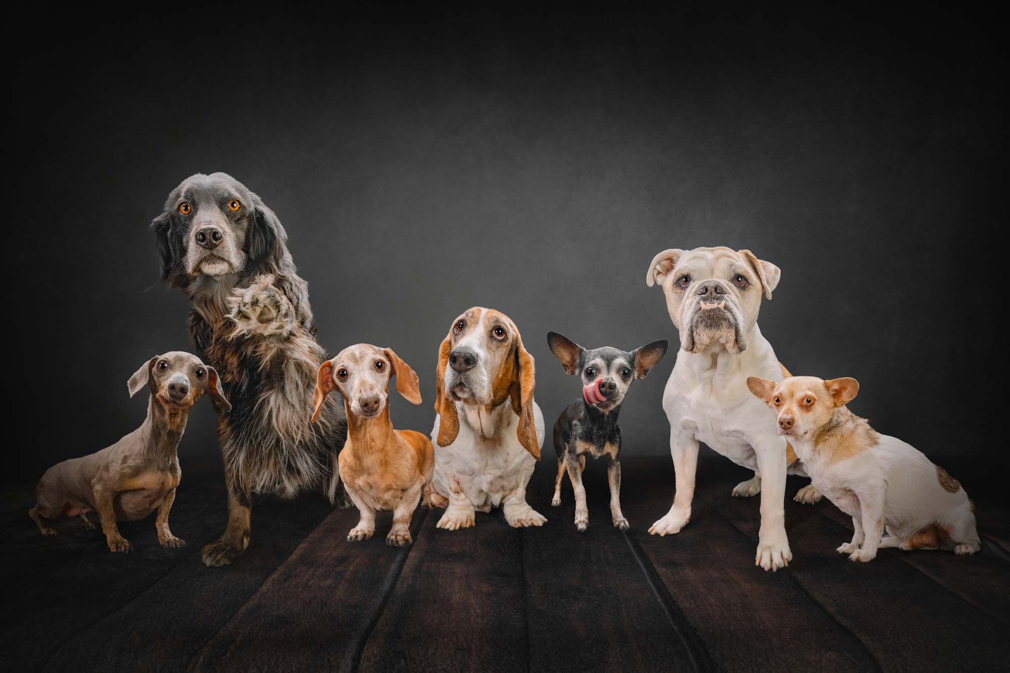 group photo of dogs in studio