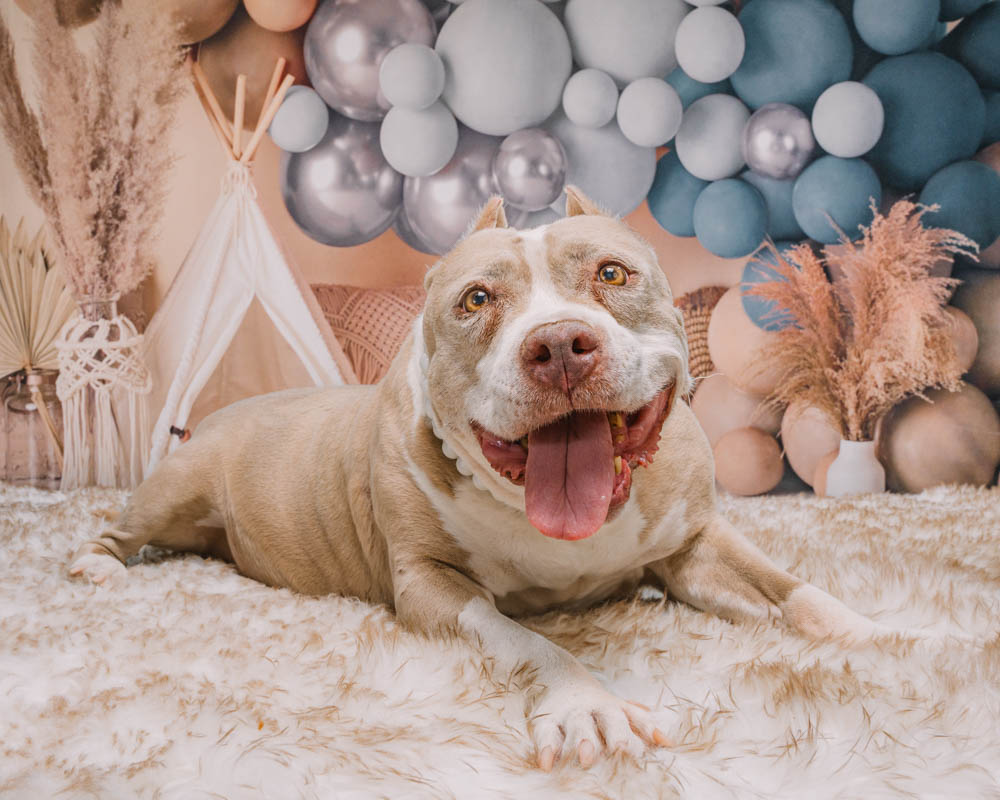 pit bull in mobile portrait studio by fetch photo truck mini sessions for happy tails happy dog